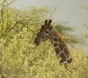 giraffe